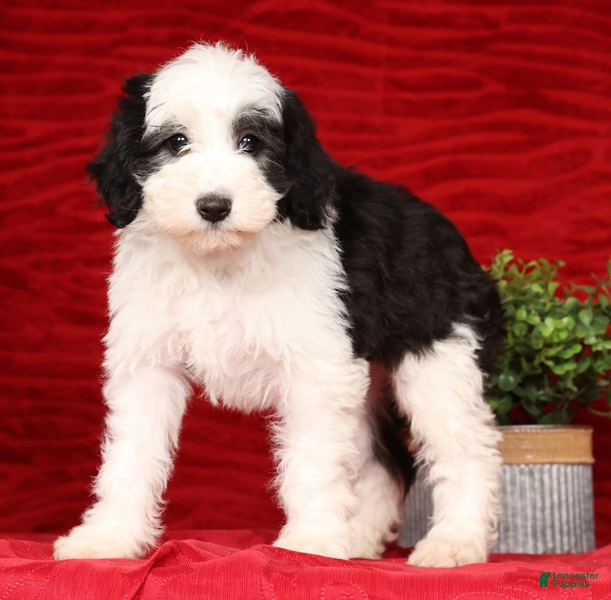 Mini Sheepadoodle dogs Henry - Ad 6