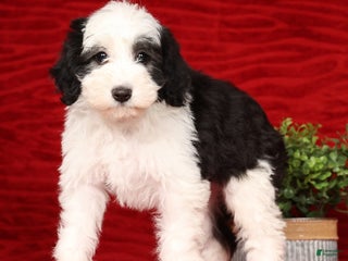 Mixed Breed dogs Henry - Ad 19