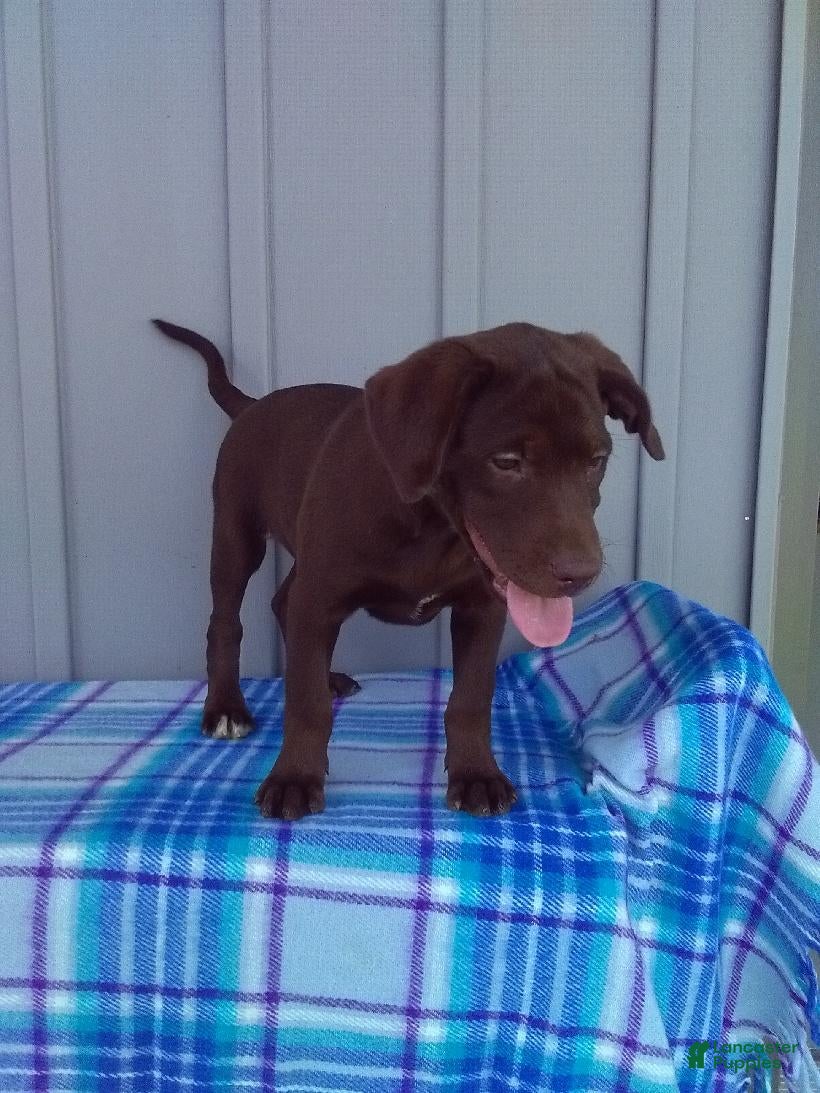 Labrador Retriever dogs Charlie - Ad 2