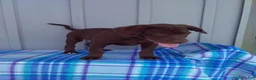 Labrador Retriever dogs for sale: Charlie - Ad 4