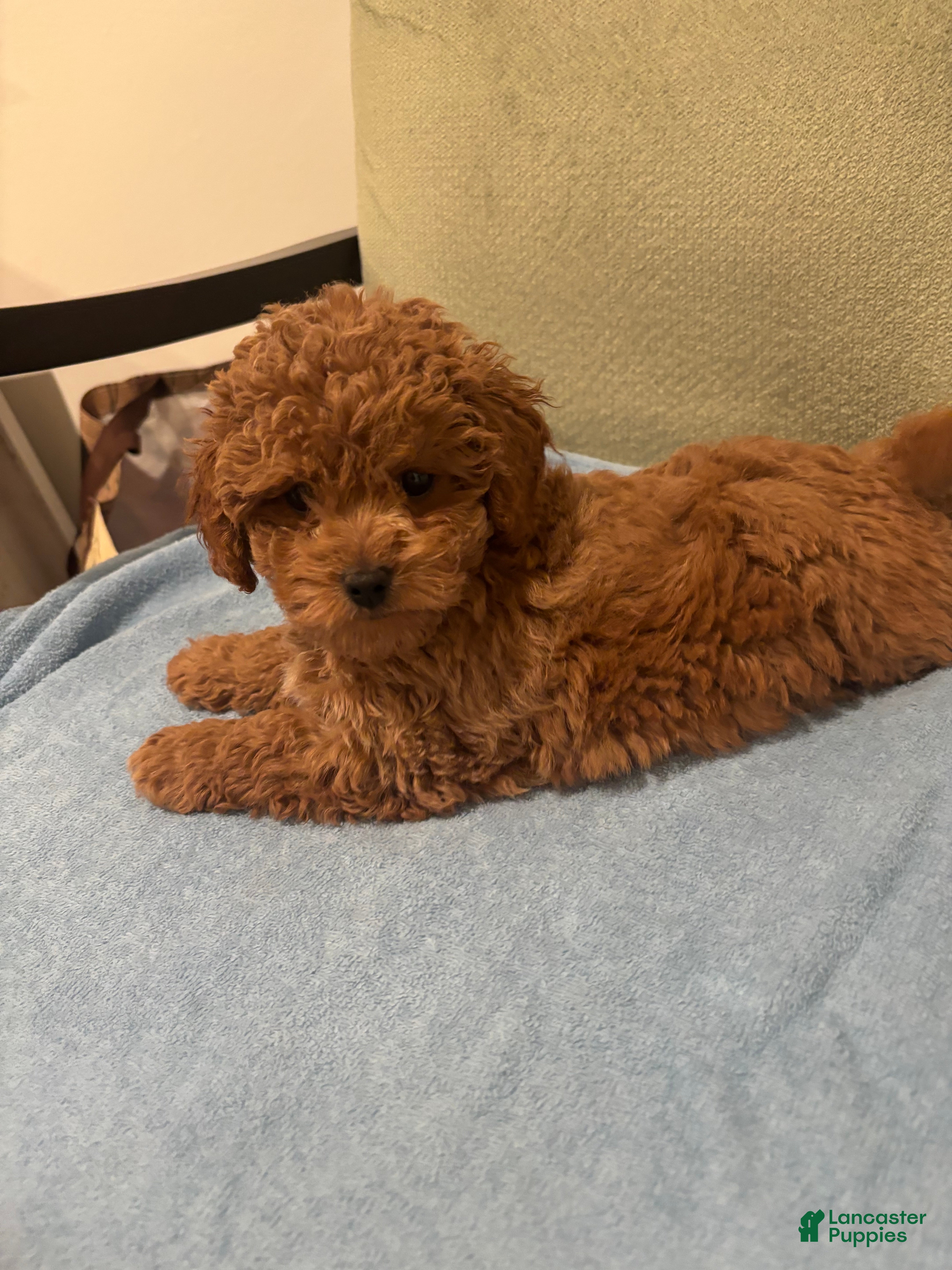 Maltipoo dogs Stella - Ad 1