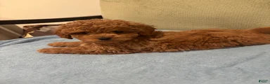Stella