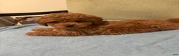 Maltipoo dogs for sale: Stella - Ad 1