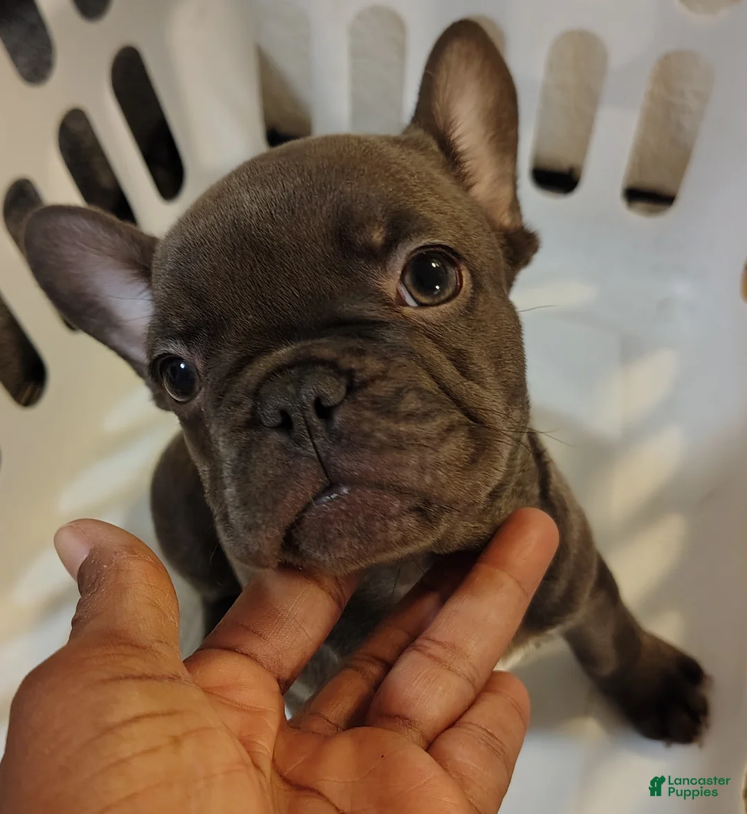 French Bulldog dogs for sale: Cocoa Mocha - Ad 2