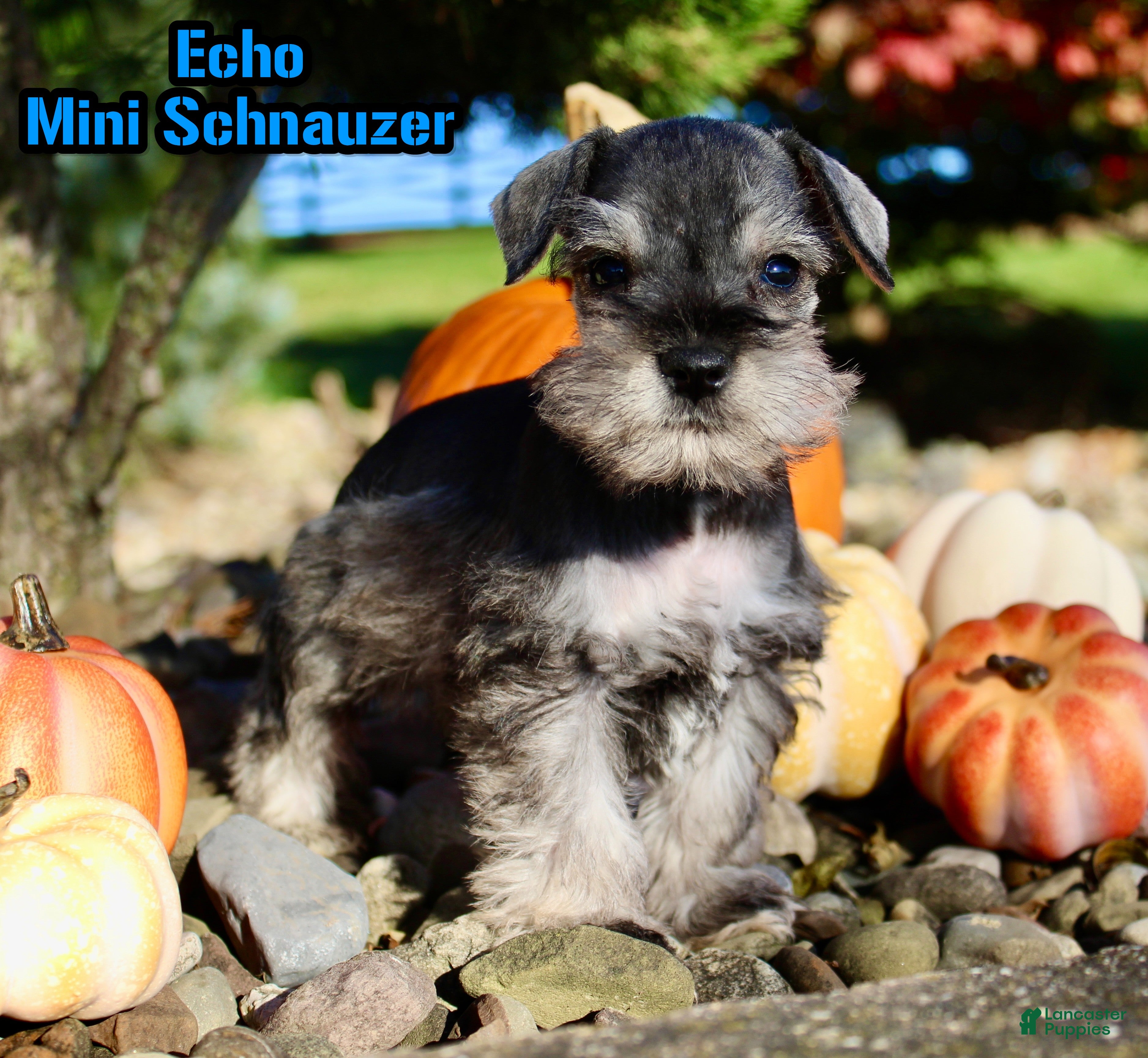 Miniature Schnauzer dogs Echo Male AKC Mini Schnauzer - Ad 31