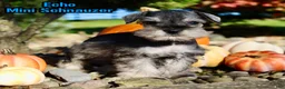 Miniature Schnauzer dogs for sale: Echo Male AKC Mini Schnauzer - Ad 1
