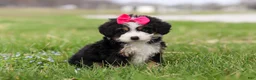 Mini Bernedoodle dogs for sale: Dua - Ad 3