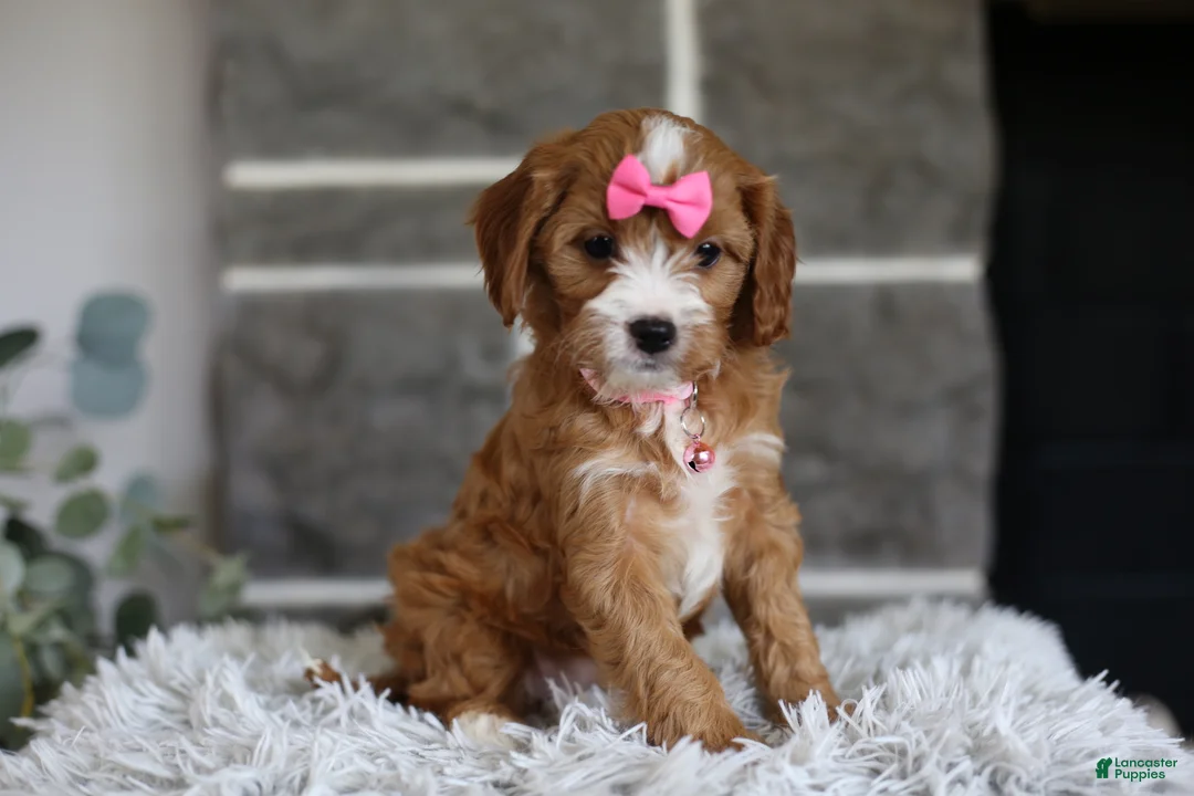 Cavapoo dogs for sale: Penny - Ad 2