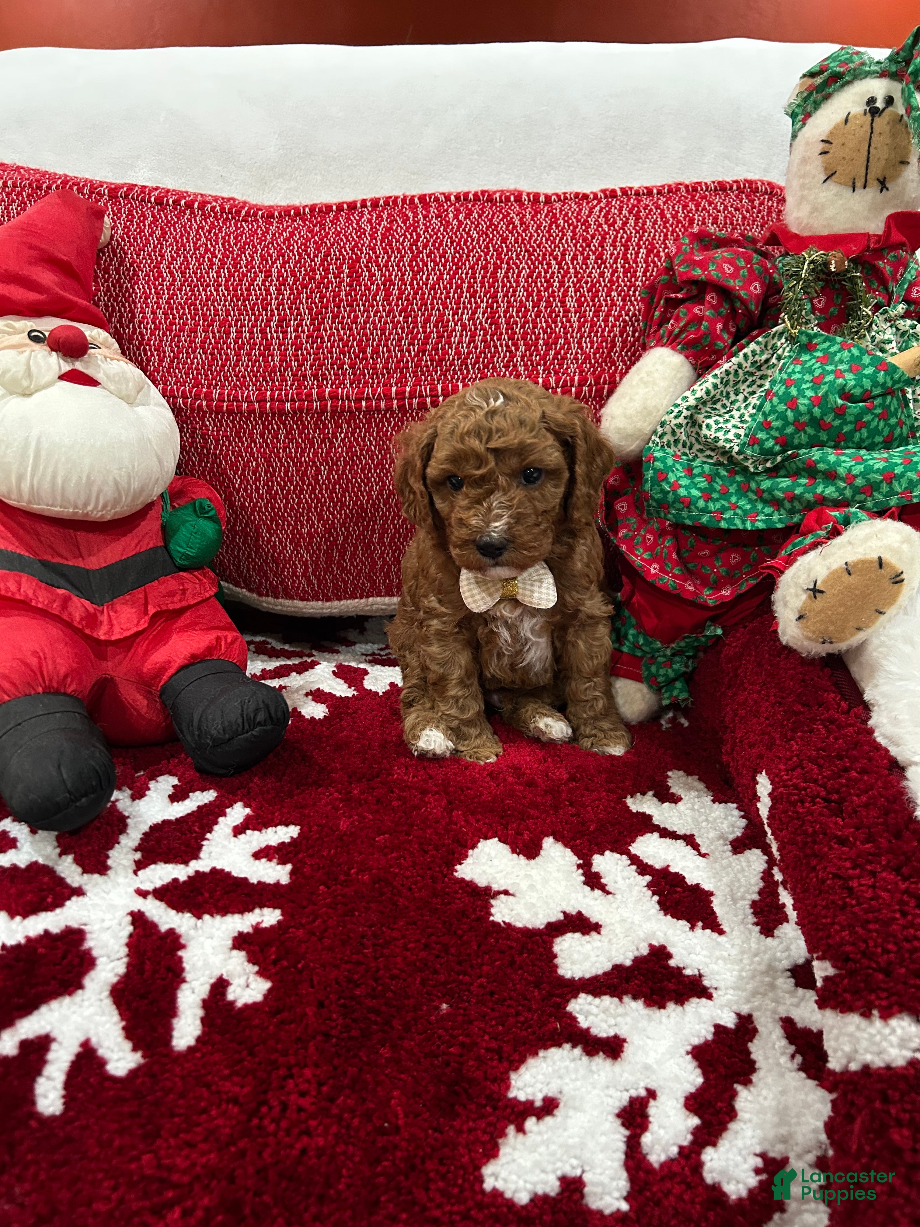 Mini Goldendoodle dogs Petite Mini Goldendoodle Cooper - Ad 1