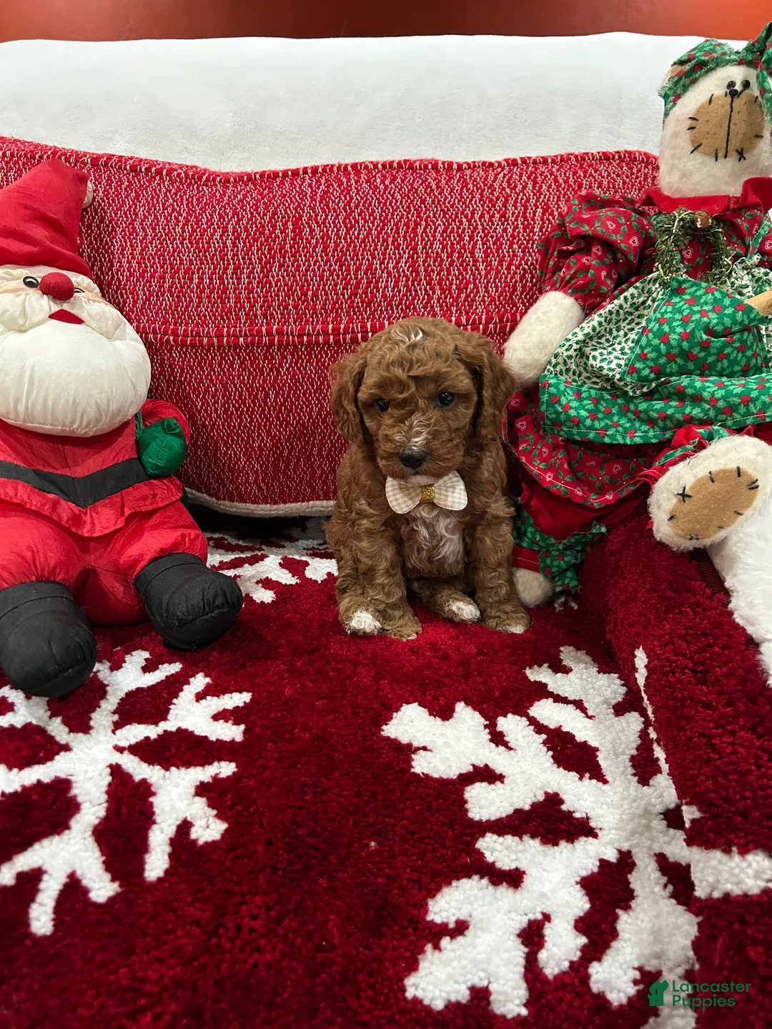 Mini Goldendoodle dogs for sale: Petite Mini Goldendoodle Cooper - Ad 1