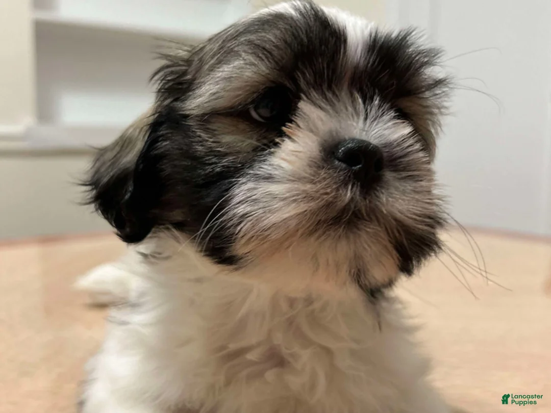 Shih Tzu dogs for sale: Max - Ad 1