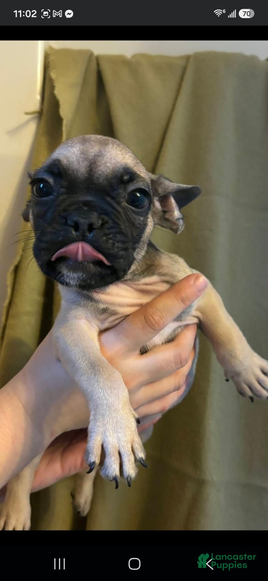 French Bulldog dogs French Bulldog 4 - Ad 8