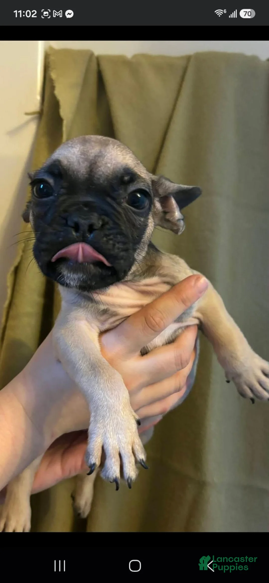 French Bulldog dogs for sale: French Bulldog 4 - Ad 1