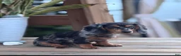 Dachshund dogs for sale: Dachshund 1 - Ad 2