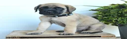 English Mastiff dogs for sale: Lukas - Ad 3