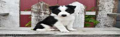 Dasher