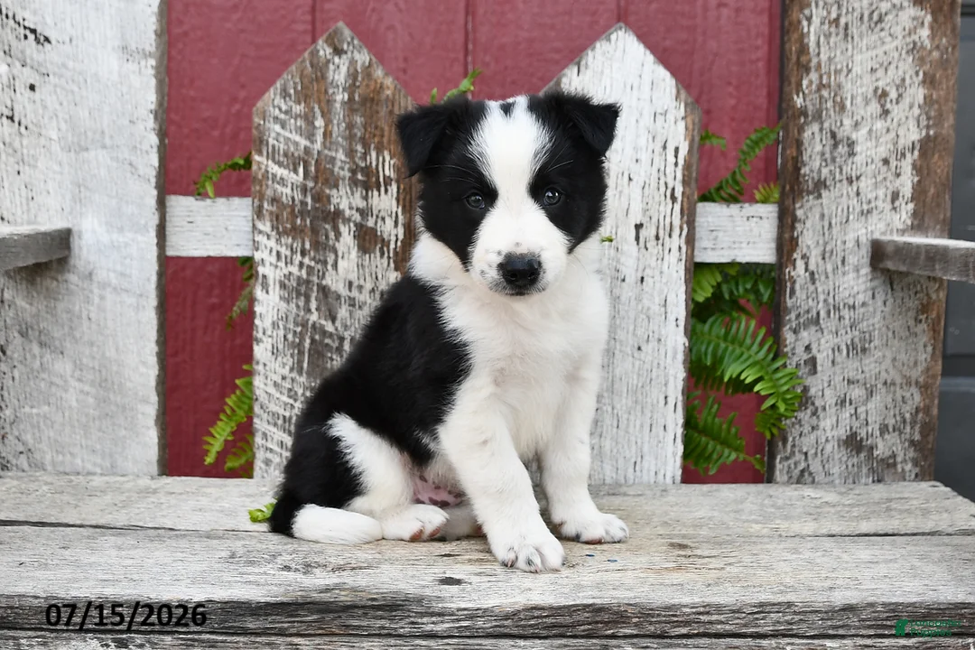 Border Collie dogs for sale: Dasher - Ad 1