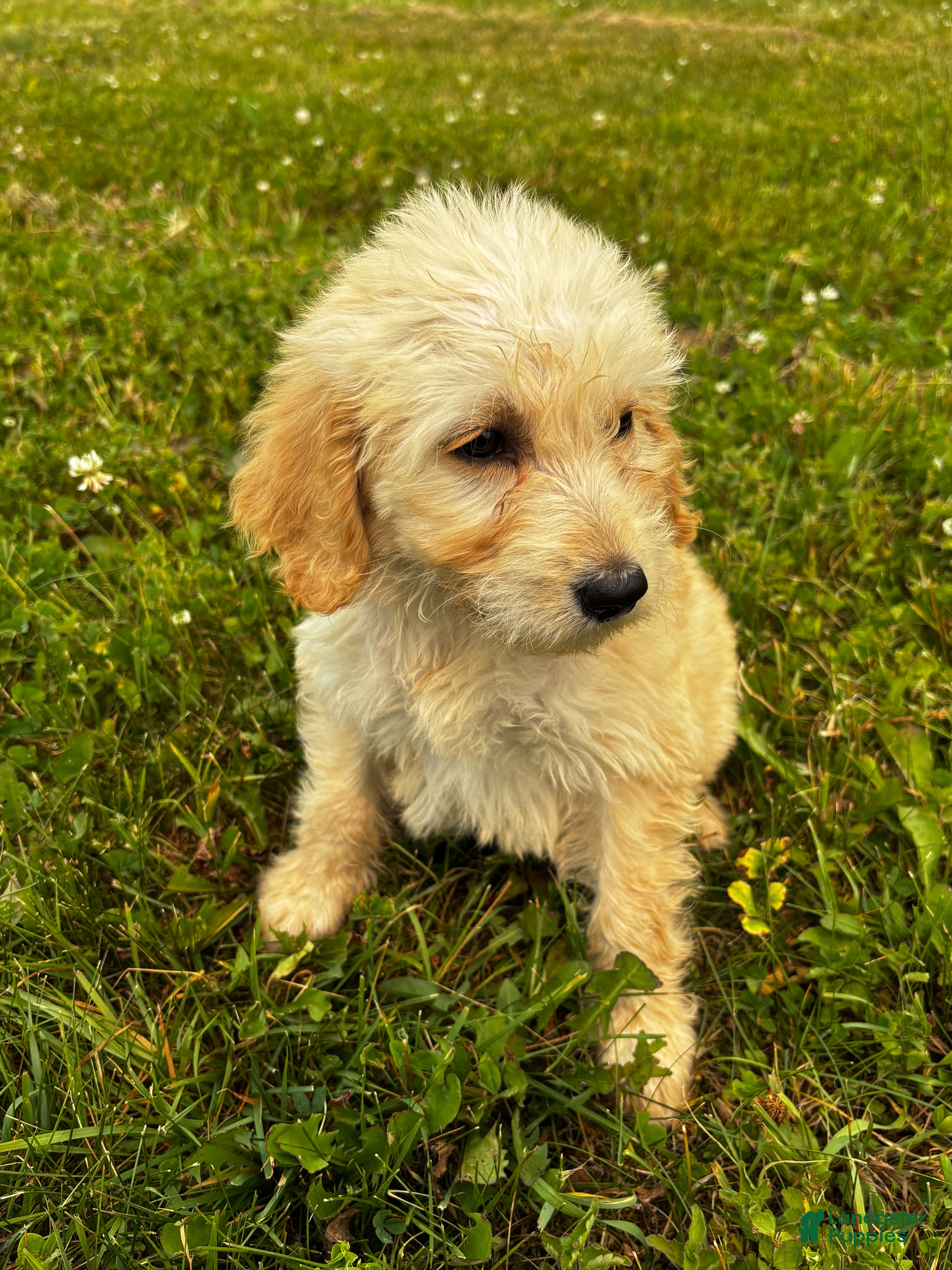 Goldendoodle dogs Capri - Ad 26