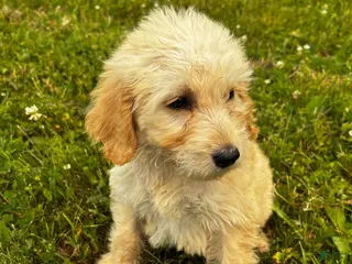 Goldendoodle dogs Capri - Ad 26