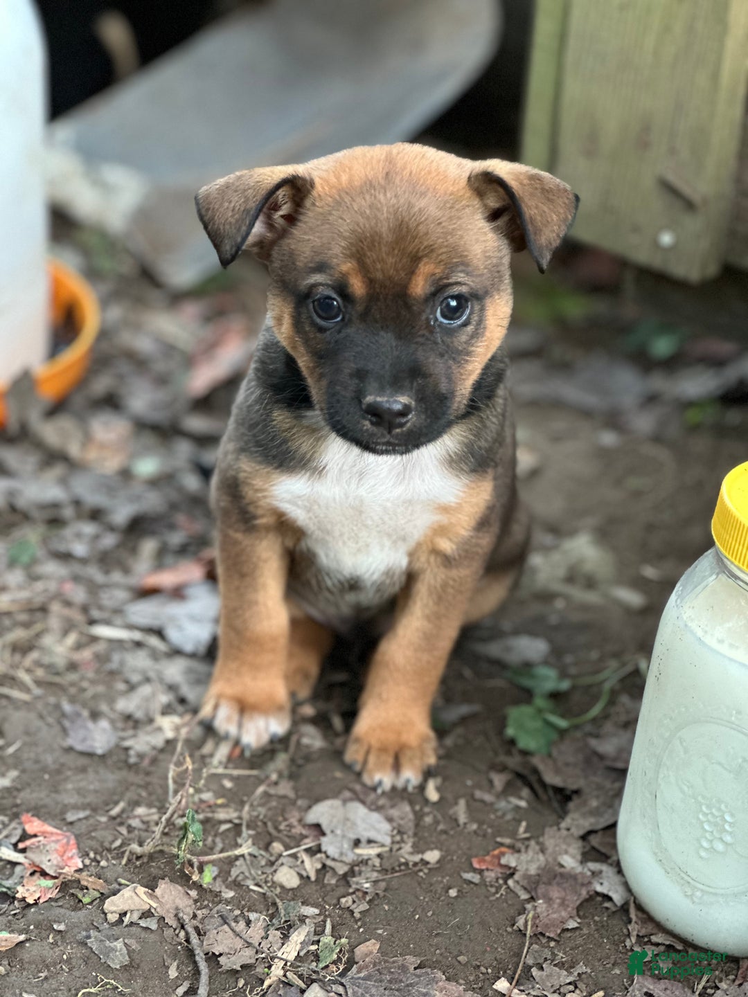 Mixed Breed dogs for sale: Buddy - Ad 2