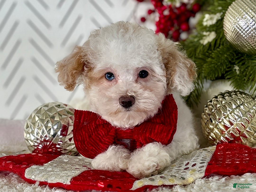 Toy Poodle dogs for sale: Blizzard - Ad 11