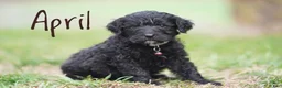 Portuguese Water Dog dogs for sale: April - Ad 4