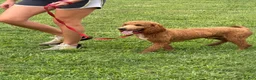 Miniature Poodle dogs for sale: Astro - Ad 2