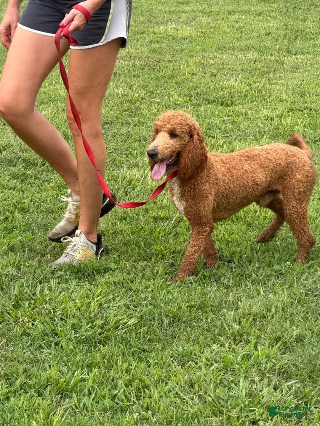 Miniature Poodle dogs for sale: Astro - Ad 2