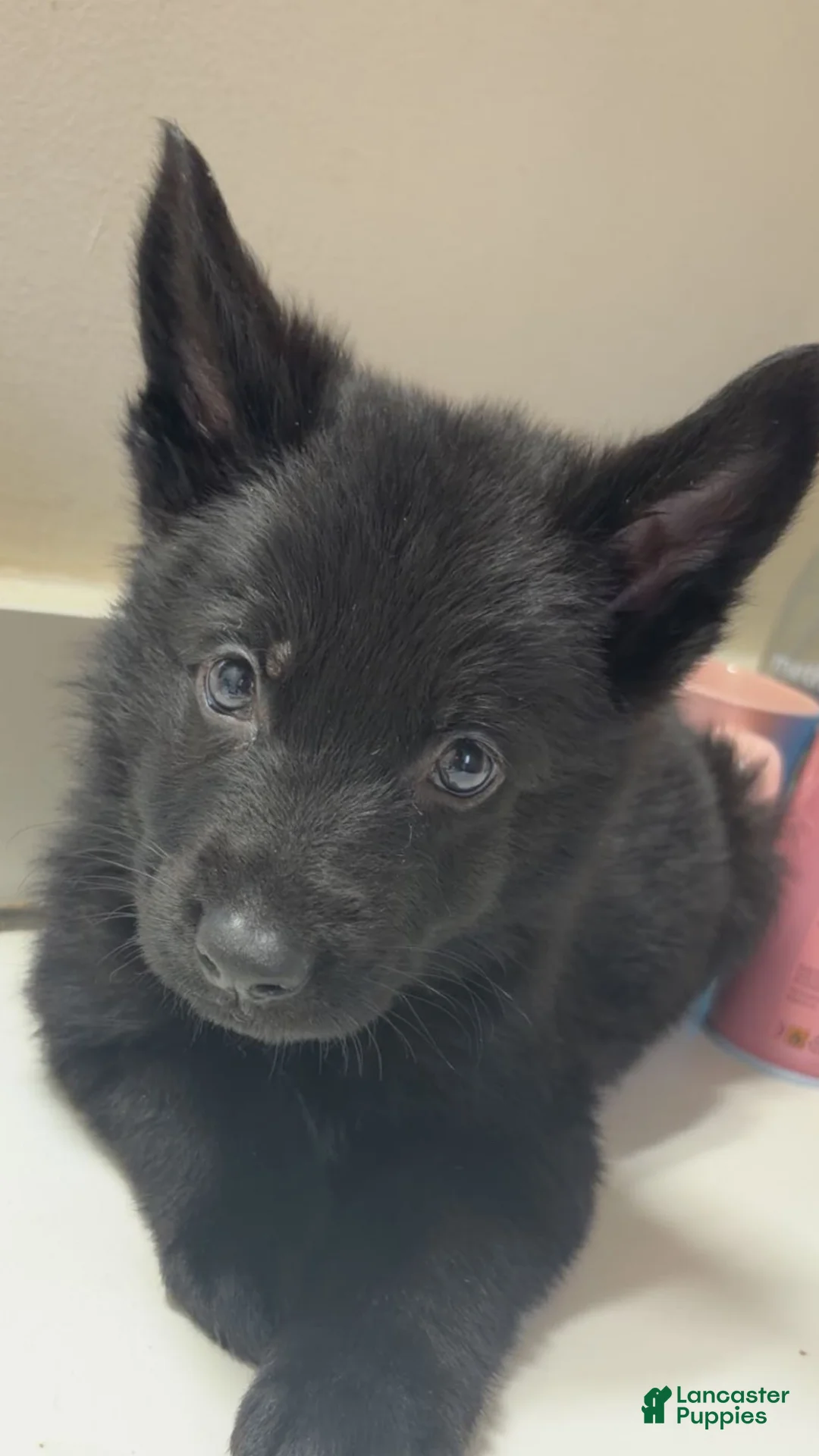 German Shepherd dogs for sale: Shadow  - Ad 4