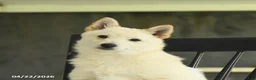 Schipperke dogs for sale: Flicker - Ad 3