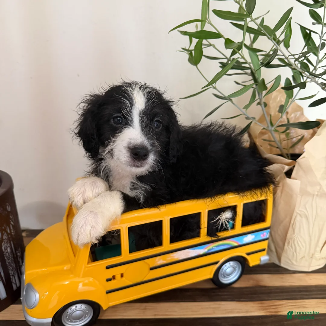 Mini Goldendoodle dogs for sale: BEAR - Ad 1