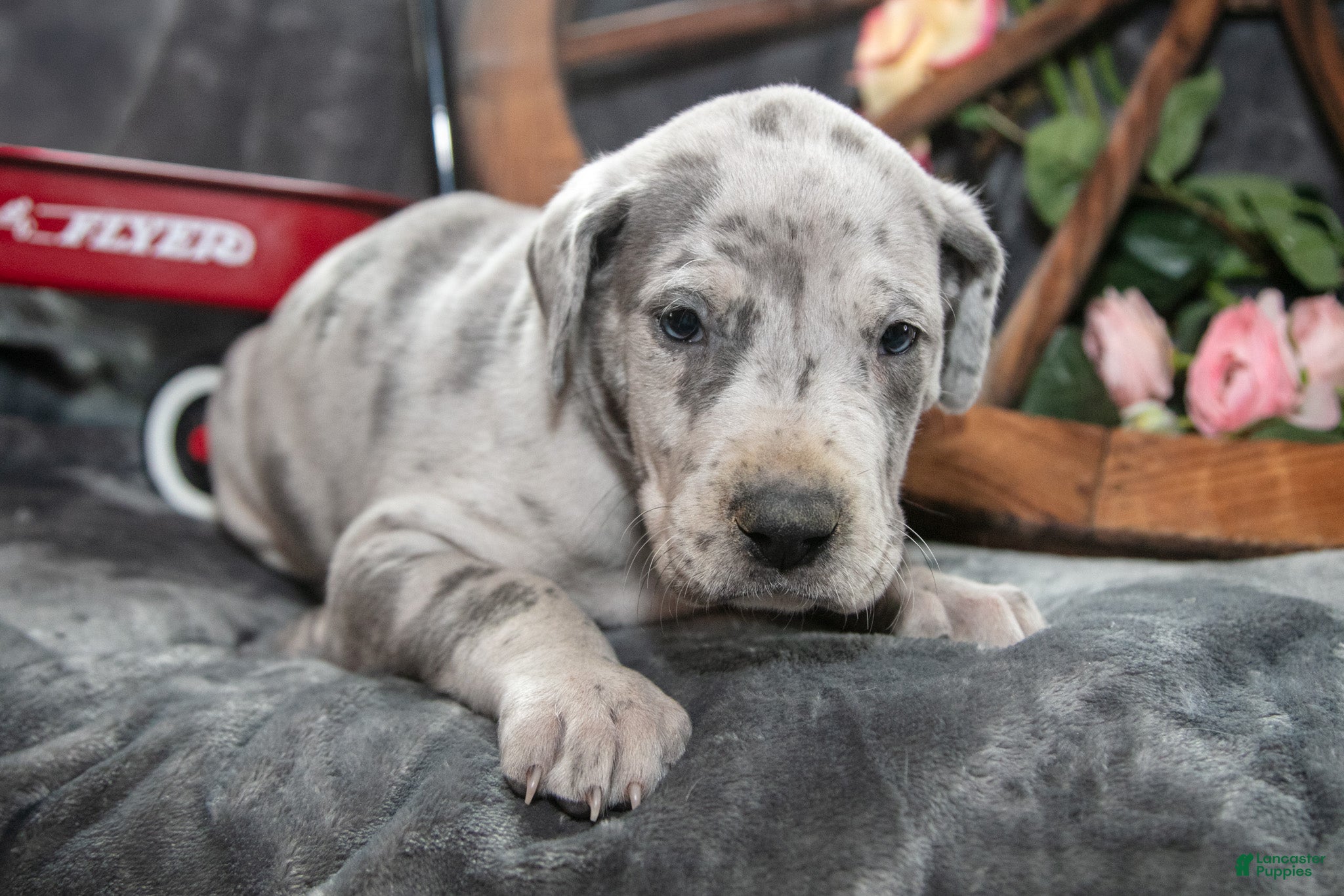 Great Dane dogs Trooper - Ad 1