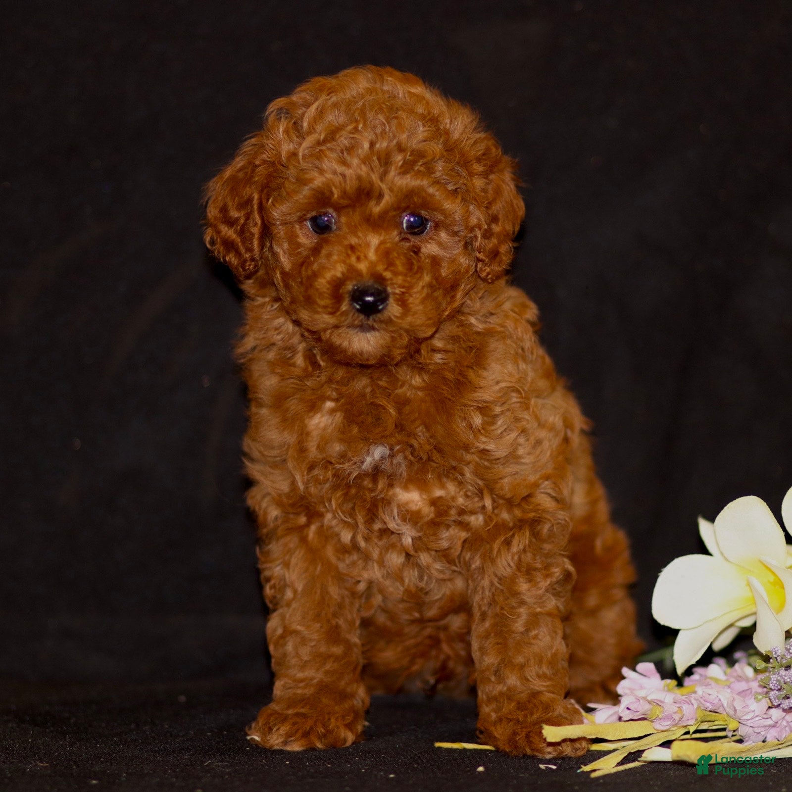 Miniature Poodle dogs Jace - Ad 2