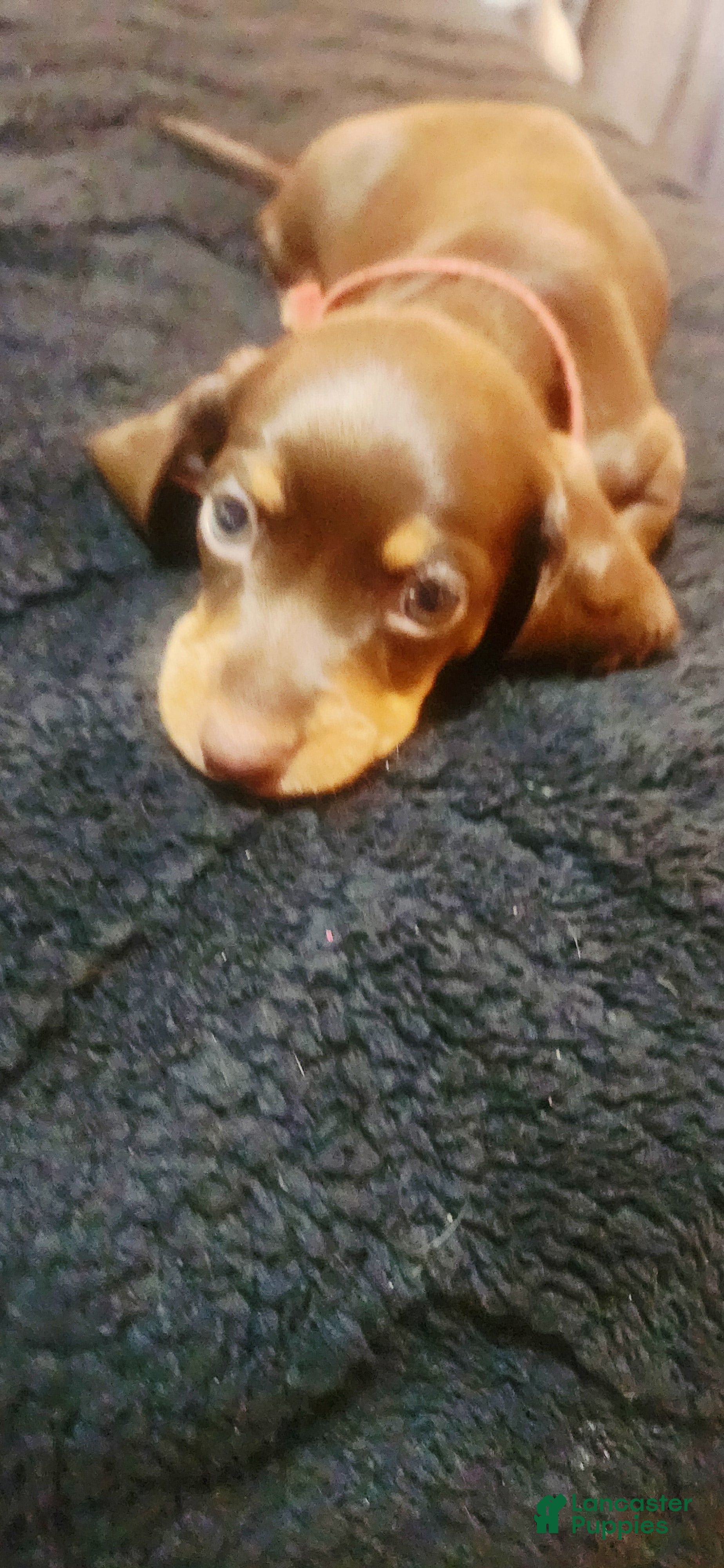 Dachshund dogs for sale: Dachshund Puppy Chunky - Ad 2