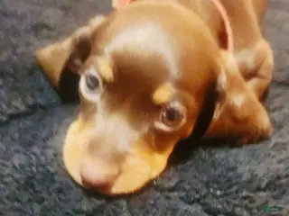 Dachshund dogs Dachshund Puppy Chunky - Ad 32