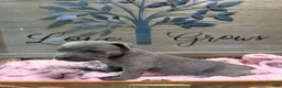 Cane Corso dogs for sale: Girl 5 - Ad 1