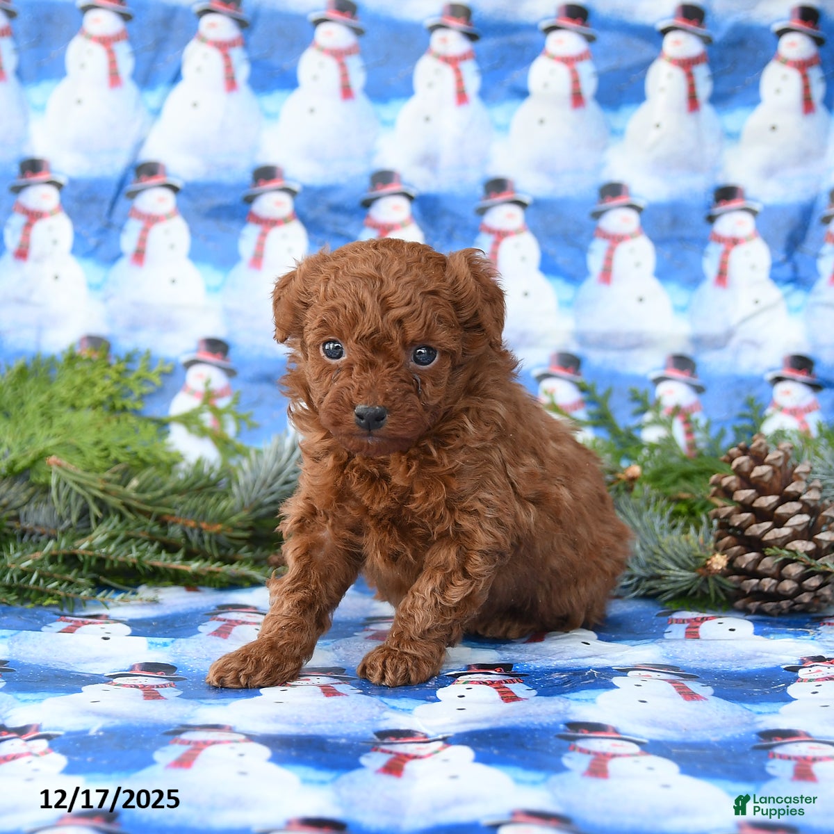 Miniature Poodle dogs Lux - Ad 2