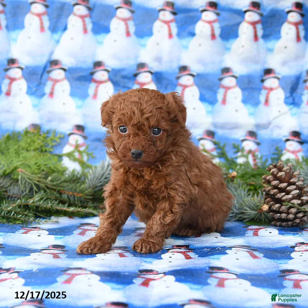 Miniature Poodle dogs for sale: Lux - Ad 2