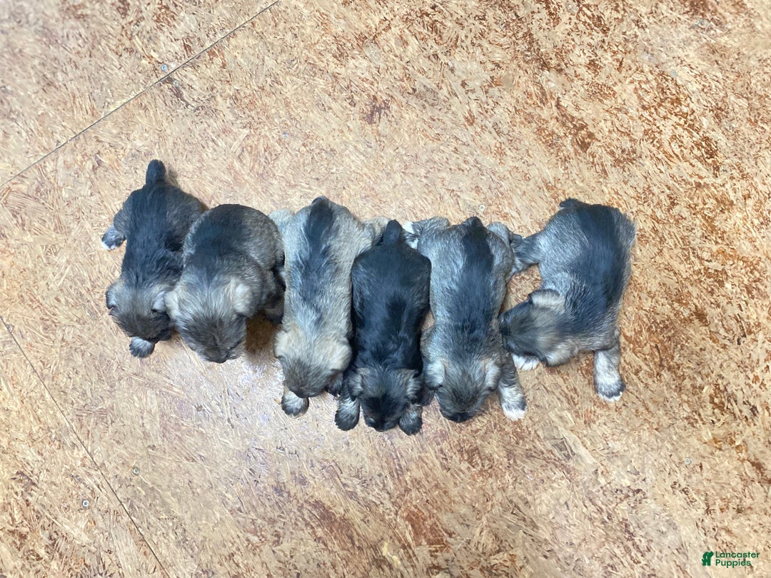 Miniature Schnauzer dogs for sale: Miniature Schnauzer Puppy 2 - Ad 7
