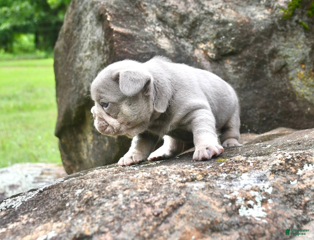 French Bulldog dogs French Bulldog 3 - Ad 1