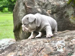 French Bulldog dogs for sale: French Bulldog 3 - Ad 2