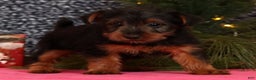 Yorkshire Terrier dogs for sale: Mitch - Ad 4