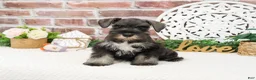 Miniature Schnauzer dogs for sale: Kanga  - Ad 1