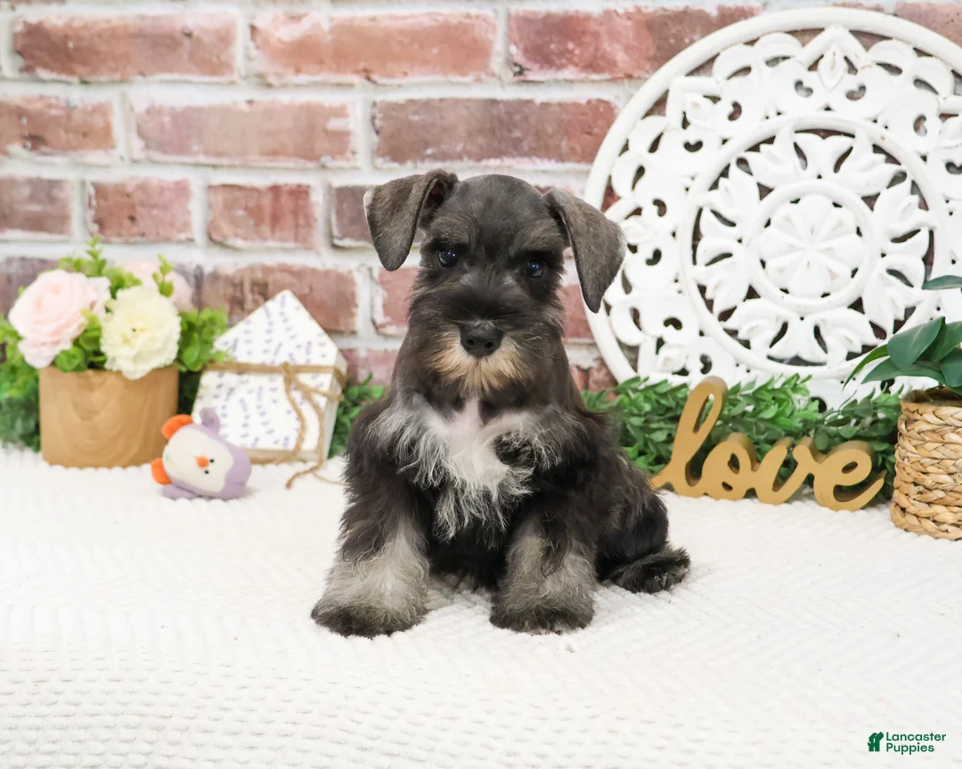 Miniature Schnauzer dogs for sale: Kanga  - Ad 1