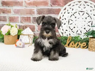Miniature Schnauzer dogs Kanga - Ad 13