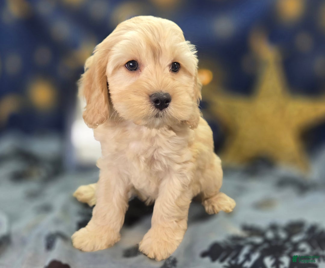 Cockapoo dogs for sale: Lieutenant Pete - Ad 8