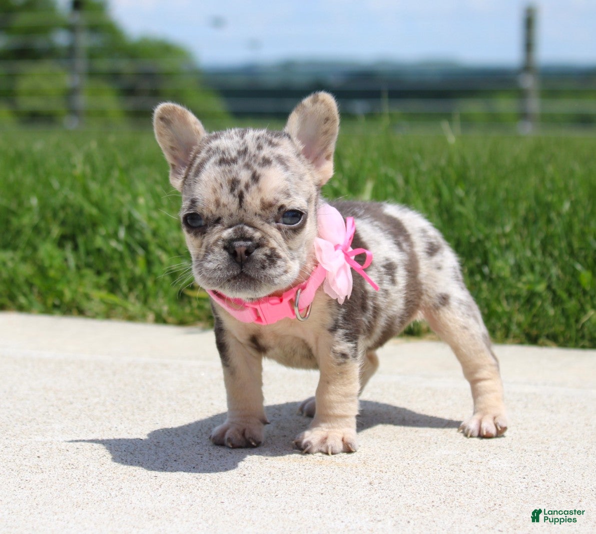 French Bulldog dogs Bonnie - Ad 2