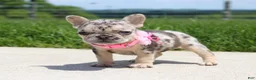 French Bulldog dogs for sale: Bonnie - Ad 2