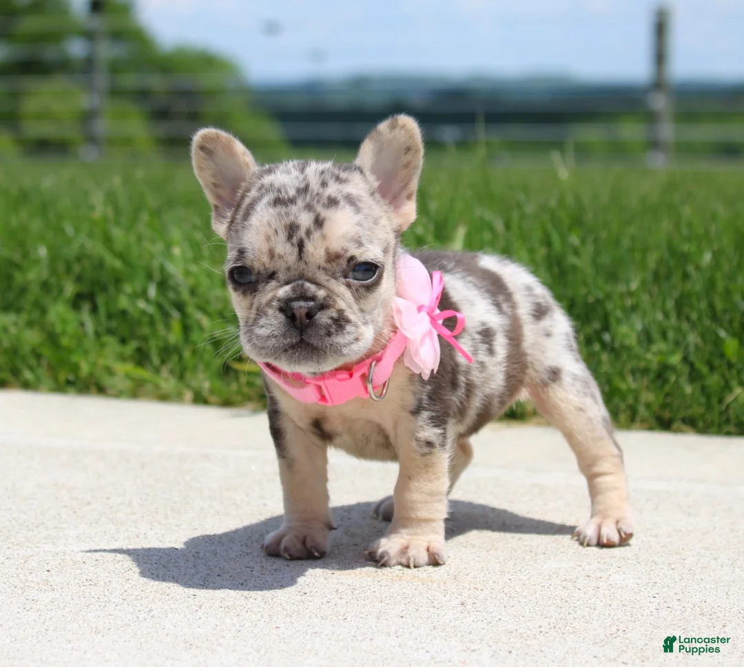 French Bulldog dogs for sale: Bonnie - Ad 2