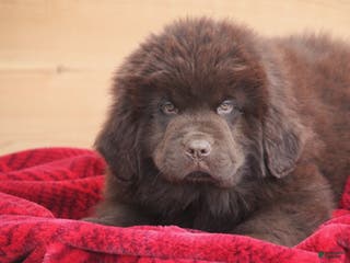 Newfoundland dogs Paisley - Ad 2